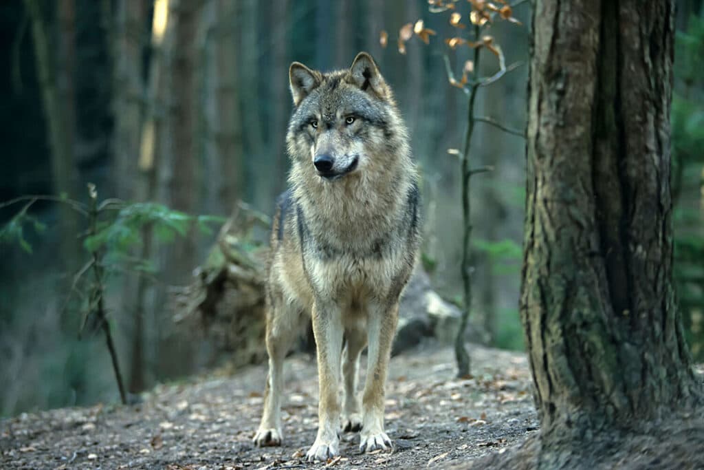 Meerdere dierenrechtenorganisaties deden aangifte na het doodschieten van de wolf in Wapse (Dr.). - Foto: Adobe Stock