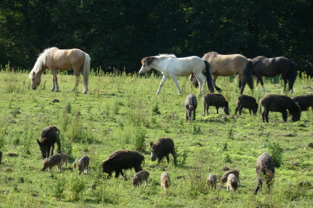 Wilde zwijnen met biggen en IJslandse paarden op de achtergrond. - Foto: Jan Vullings