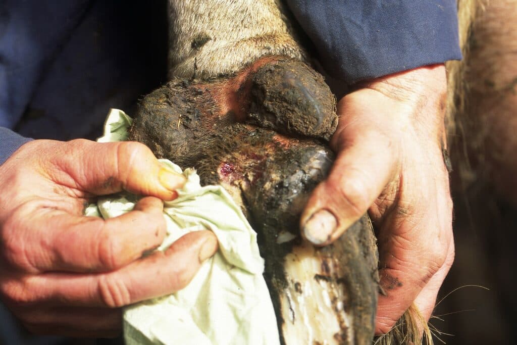 Bepakken, schoonmaken en sprayen met antibiotica: de aanpak van de bacteriële klauwaandoening Mortellaro. Hygiëne staat altijd voorop. Foto: Henk Riswick