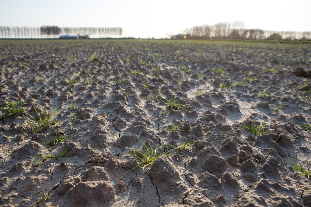 Uien zaaien bij Denis Steijaert in Nieuw-Namen (Zld.) Het verschil in opbrengst tussen de beregende en niet-beregende percelen kan oplopen tot 30 ton per hectare. Foto: Peter Roek