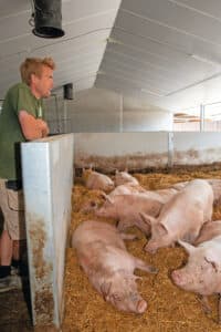 Veehouder Nicolas de Wilde geniet even van de zeugen in zijn nieuwe strostal. Hij werkt met vier stabiele groepen in een vijfwekensysteem.