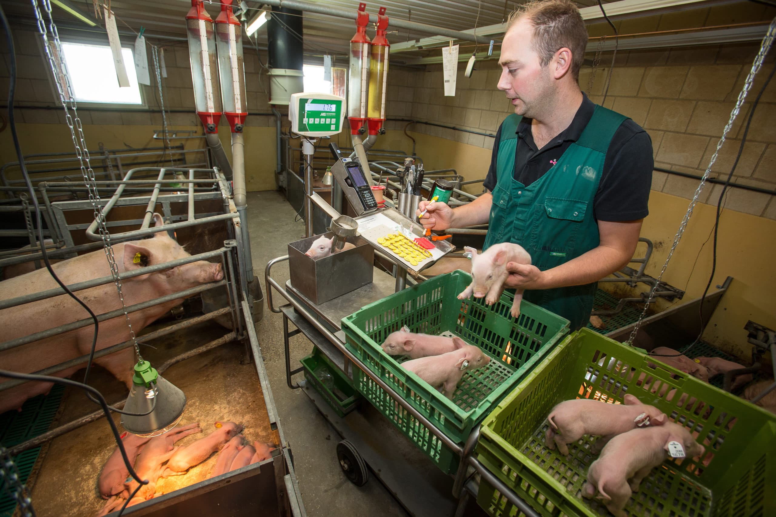 Meten, wegen en registreren wordt steeds belangrijker in de varkensgezondheidszorg - Foto: Peter Roek