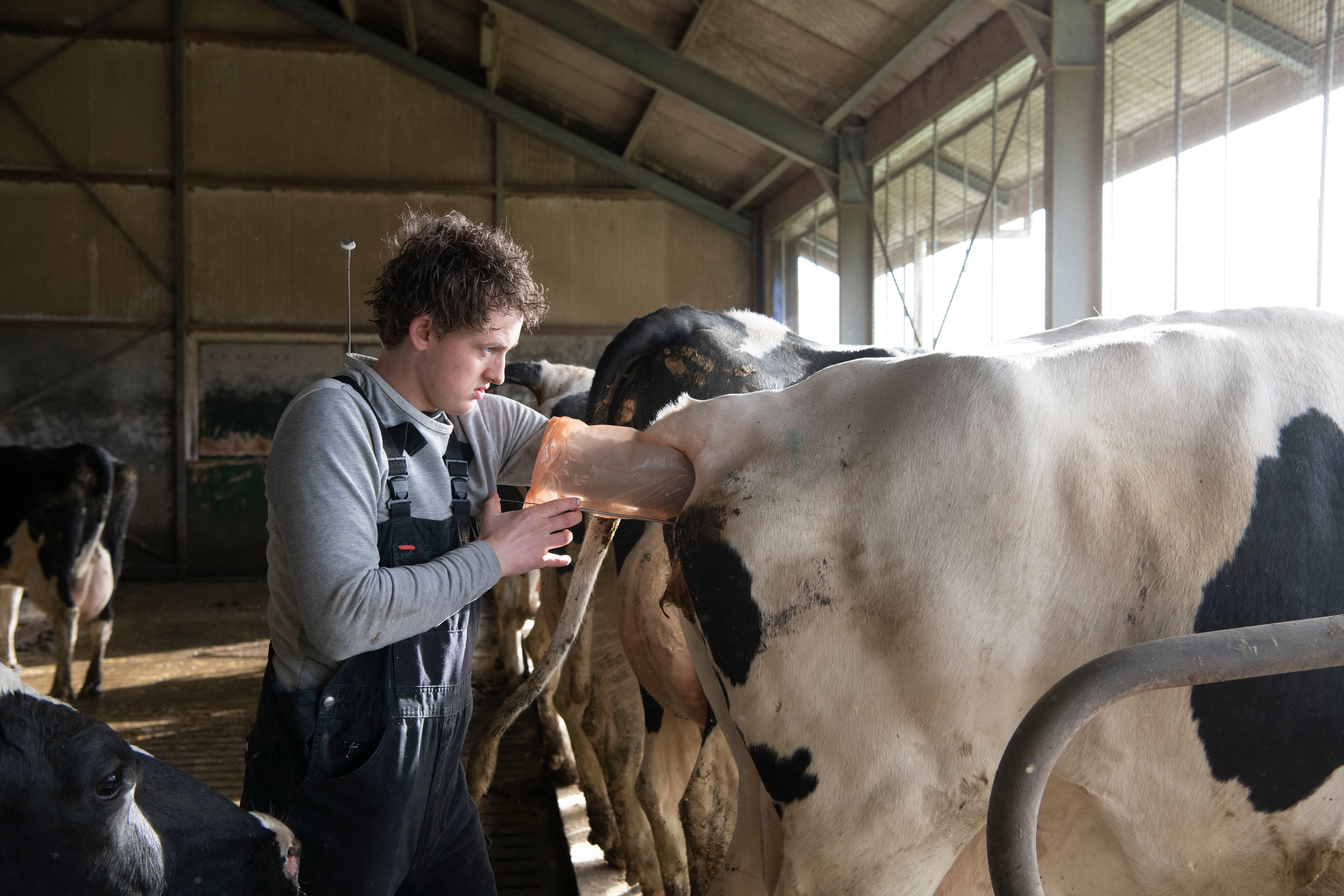 Vruchtbaarheid - Insemineren van een koe