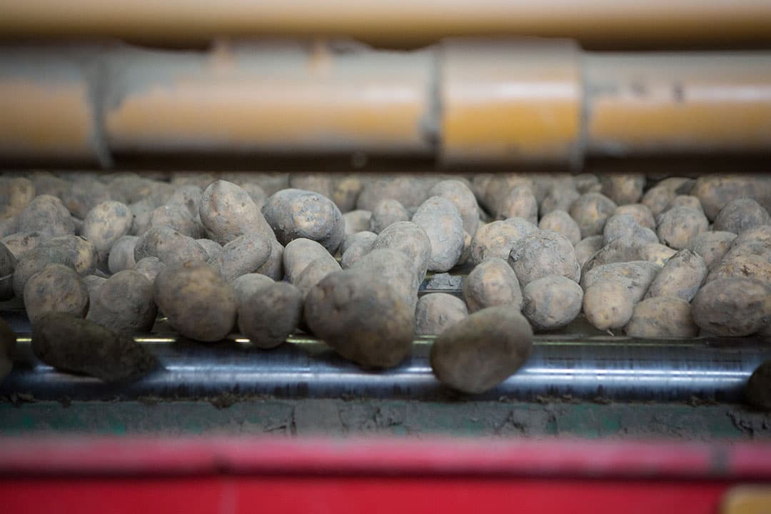 Aardappelcoöperatie Agrico heeft in het boekjaar 2022/2023 bijna € 410.000 omzet gehaald. - Foto: Peter Roek