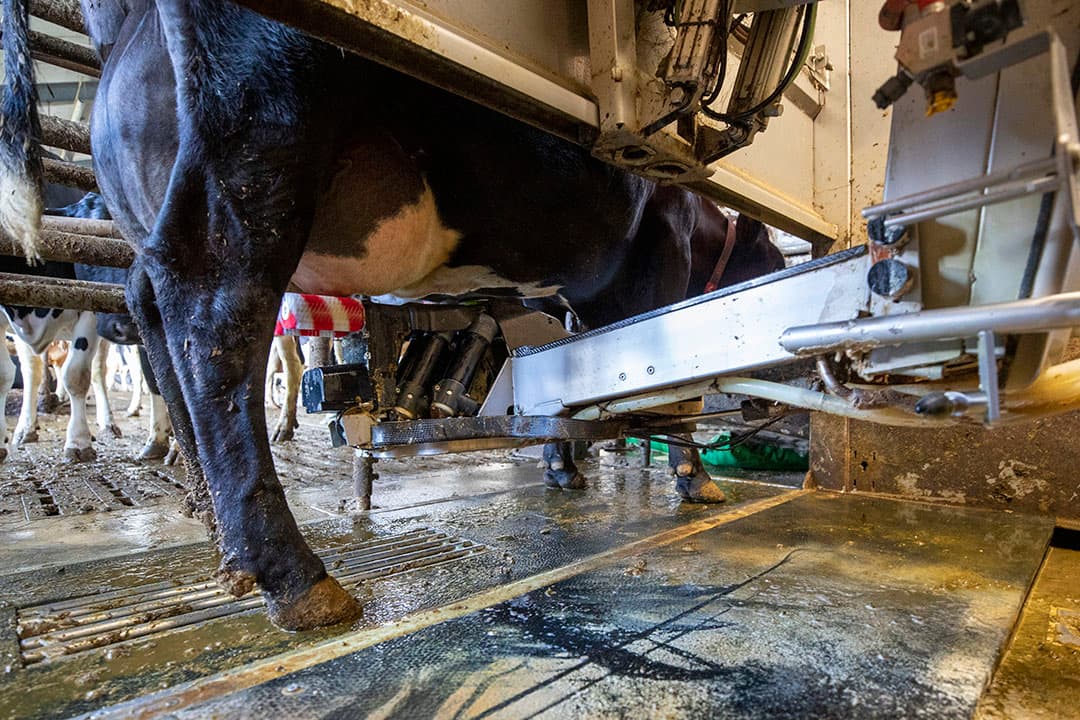 Zowel A-ware als Eko Holland keren een lagere melkprijs uit in maart. - Foto: Anne van der Woude