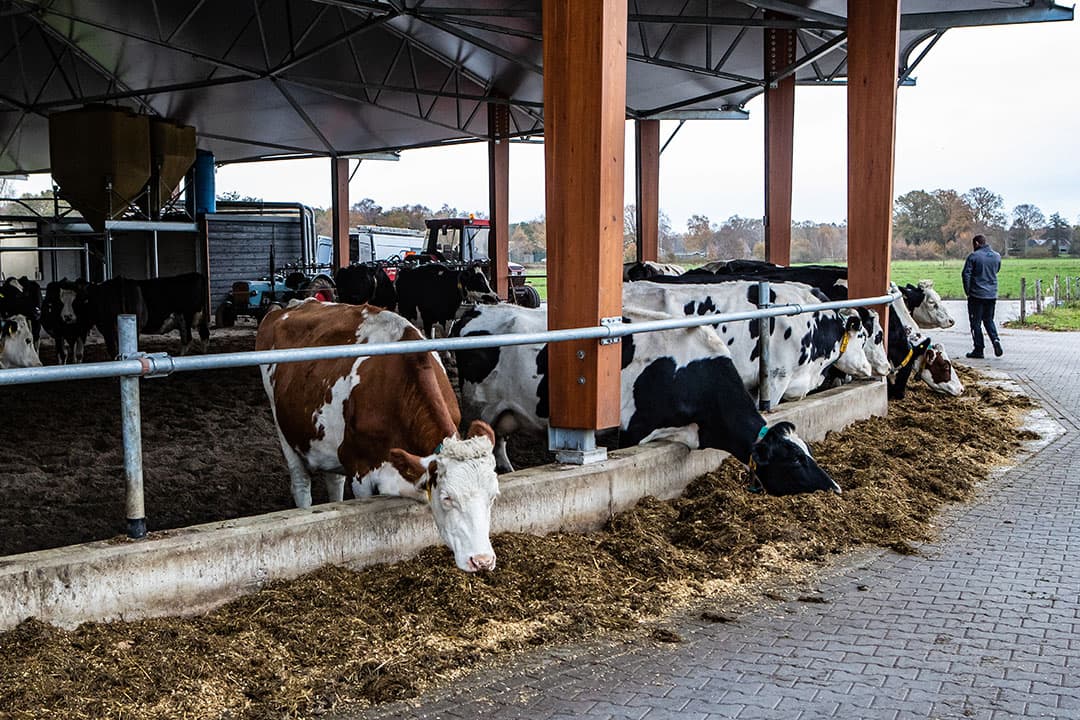 De vrijlevenstal van Christian Klein Koerkamp. - Foto's: Ronald Hissink