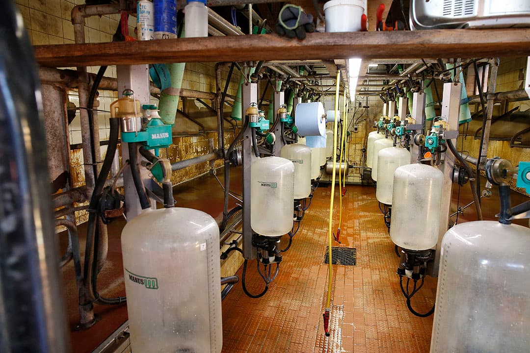Het melken gebeurt nog in deze 2x6-visgraat in de oude stal. Die melkstal uit 1972 is in 2002 gereviseerd. De koeien moeten dus altijd een deel van het erf oversteken.