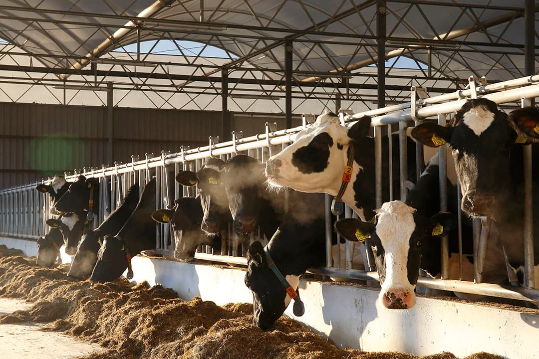 De koeien deden het al best goed in de eerste maand in de serrestal. De melkproductie bleef gelijk op 31 liter per dag, maar de gehaltes stegen dagelijks. Van 3,61% eiwit en 4,57% vet naar 3,74% eiwit en 4,68% vet. De oude situatie was wel een stal met overbezetting. Ook de overstap van melkrobot naar visgraat voor de nieuwe koeien verliep nagenoeg probleemloos.