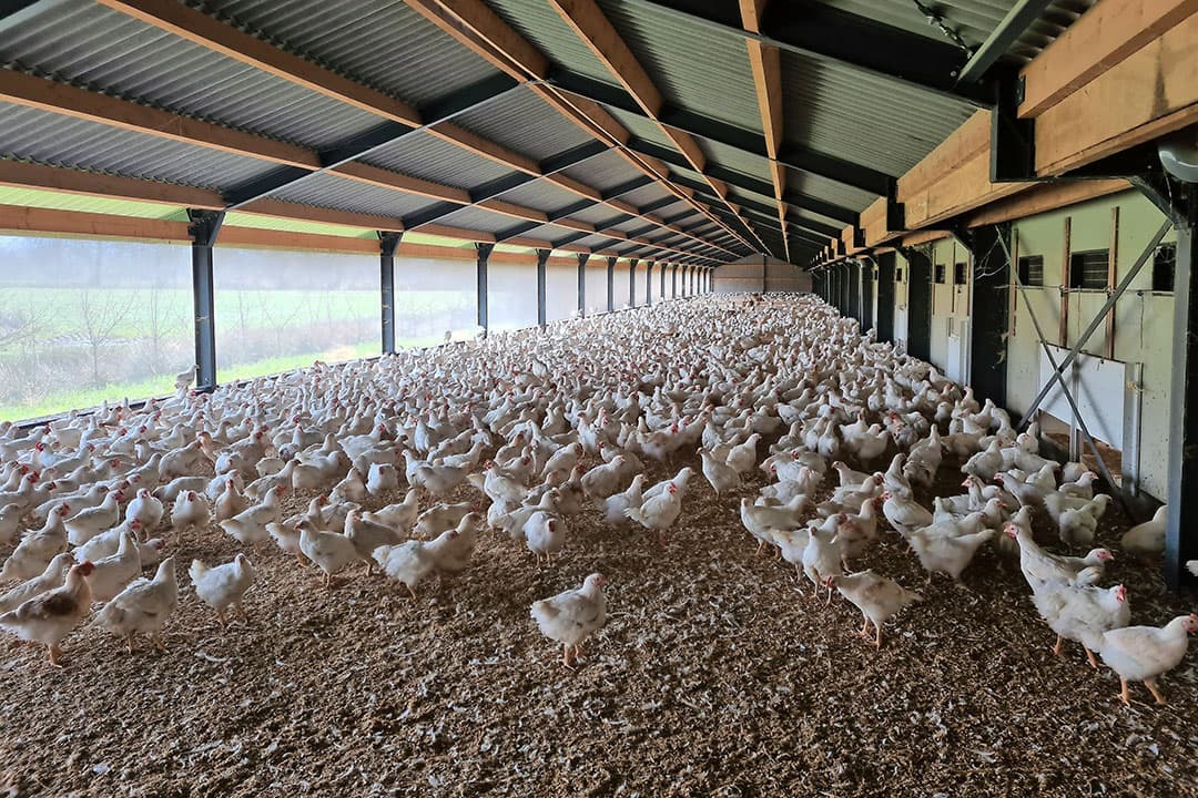 Beeld van de Beter Leven-kuikens in de overdekte uitloop. Renze de Boer bouwde de uitlopen in eigen beheer. In verband met de aanhoudende vogelgriepdreiging maakte De Boer zelf deze foto. - Foto: Renze de Boer