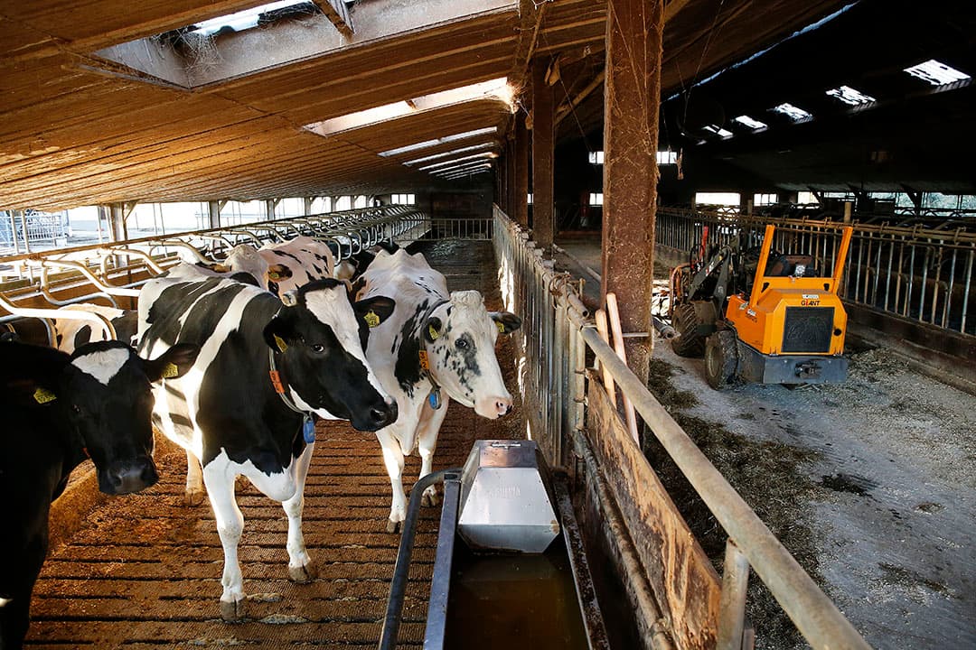 Een overzicht van de oude stal uit 1972 waar nu de droge koeien gehuisvest zijn. Hartemink gaat deze stal evengoed nog opknappen.
