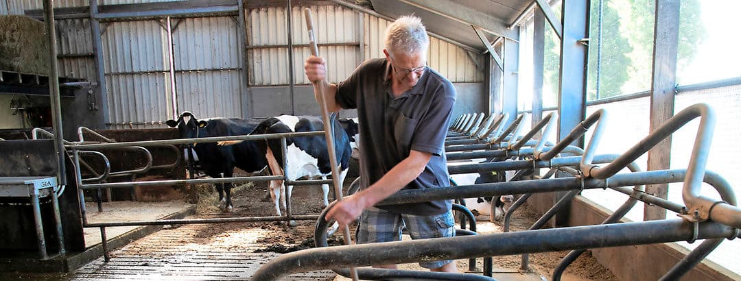Voordat de schoonmakers aan de slag gaan, veegt Hadders het zaagsel uit de boxen. “De schoonmakers spuiten het zaagsel daarna zo van de roosters de put in”, aldus de melkveehouder.