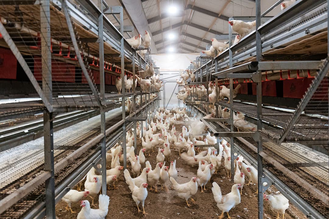 De vogelmijtdruk in de nieuwe stal is laag. In deze ronde is nog geen bloedluis gezien. De pluimveehouders douchen en trekken bedrijfskleding aan. “We monitoren en bestrijden indien nodig plaatselijk met silica, water en groene zeep.” - Foto's: Herbert Wiggerman