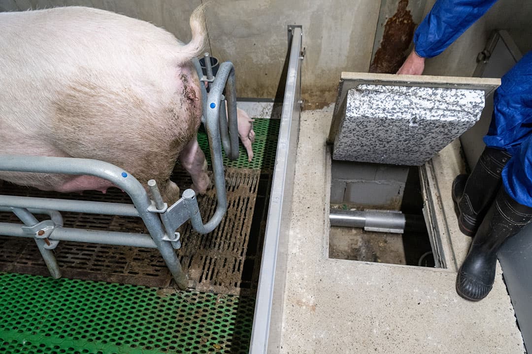 Varkenshouders Jan Holsappel en Mark Wissink bouwden een kraamstal met mestscheiding aan de bron en dagontmesting. De voerketting die langs de zijgevel loopt en zorgt voor de afvoer van de dikke fractie.