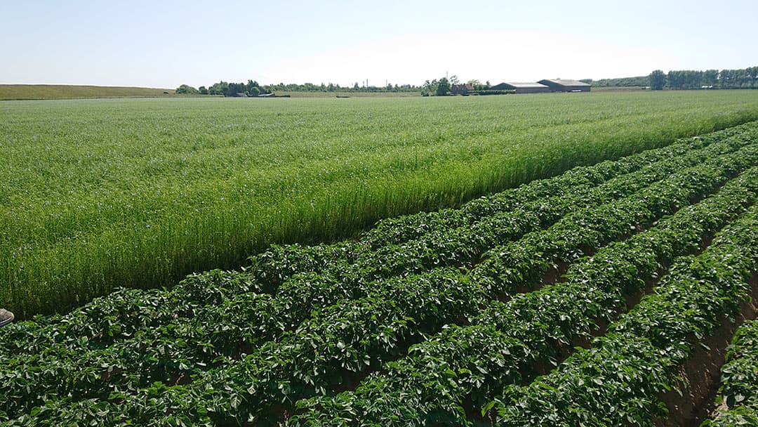 De stand van het vlas in juni. Door late inzaai profiteerde het gewas van regenbuien begin juni en groeide het goed door. - Foto: Ivo Haartsen