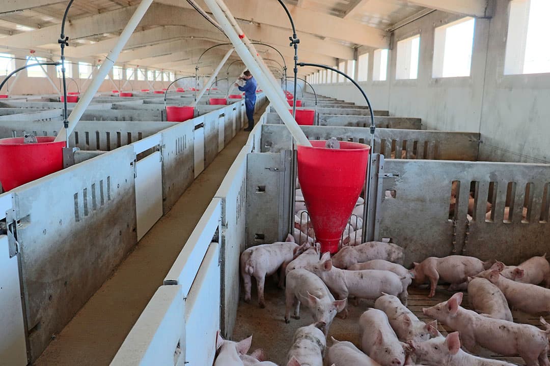 Twee jaar geleden bouwde Frank van Engelen deze stal voor 2.000 vleesvarkens. Veel Spaanse stallen hebben hetzelfde interieur.