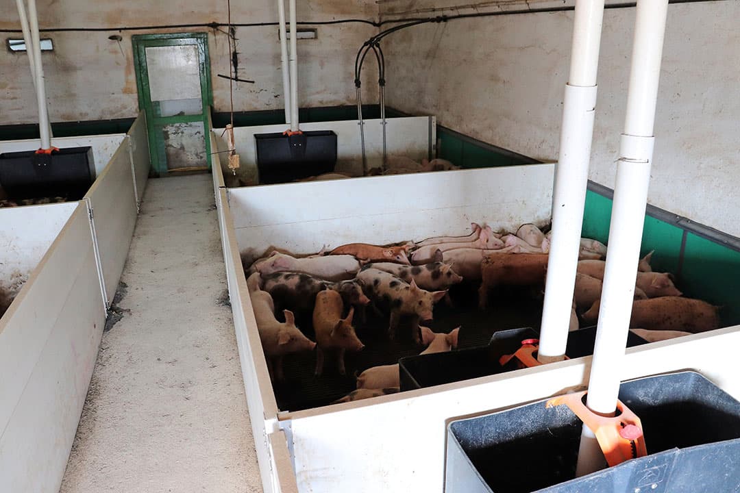 De kraamafdelingen van het eigen zeugenbedrijf zijn omgebouwd voor opvang van speenbiggen. De roosters zijn blijven liggen.