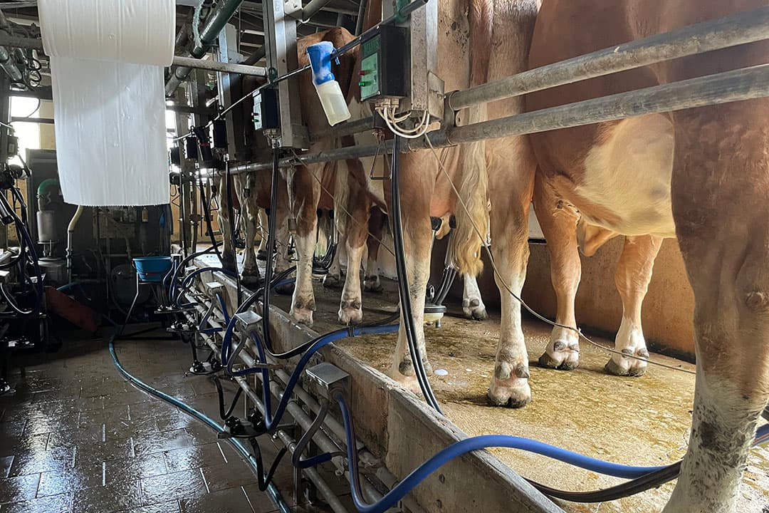 De koeien produceerden in 2021 gemiddeld 7.231 kilo melk.