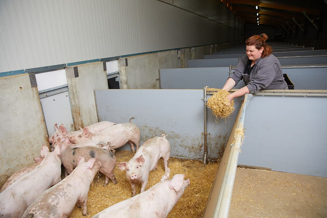 De hokafmeting is variabel door het verschuifbare voorfront.  Dit is om hokbevuiling tegen te gaan.