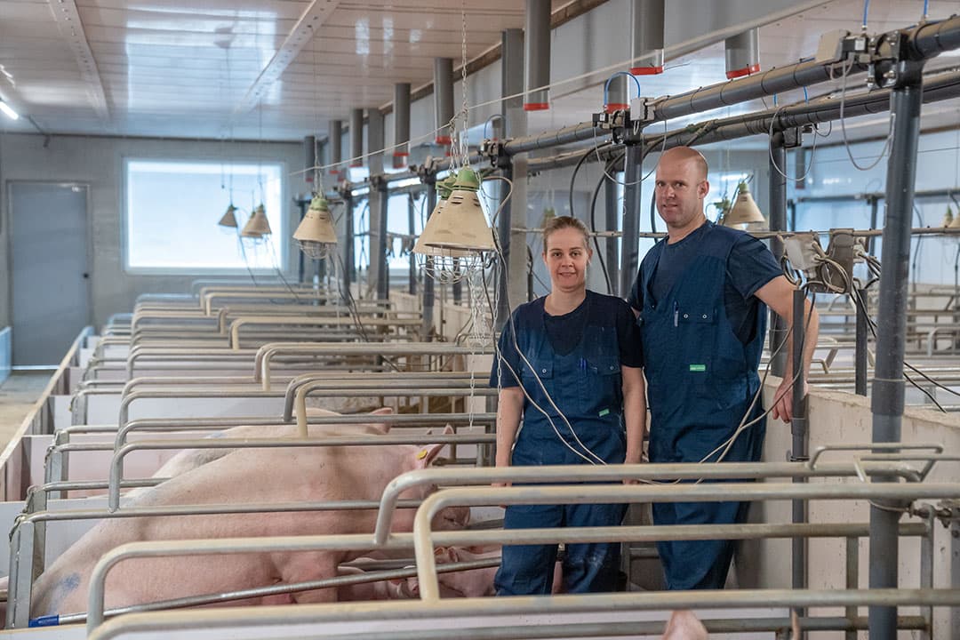 Nicole en Mark Heijligers hebben een derde zeugenlocatie ingericht om naast zeugen ook SPF opfokzeugen voor alle drie de locaties te produceren. Het bedrijf is ontworpen en ingericht met de focus op hygiëne en een hoge gezondheid. - Foto's: Bert Jansen