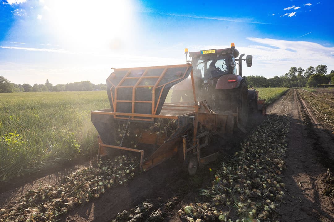 De oogst van winterplantuien in het Noord-Brabantse Etten-Leur, in de woensdagavondzon. De uien zijn grof gegroeid dankzij de aardbeienirrigatie. - Foto: Peter Roek