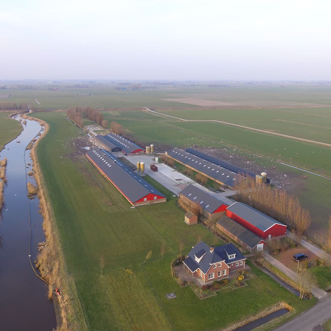 Het leghennenbedrijf van Braaksma in Lutjegast (Gr.) ligt in een waterrijk gebied. Twee keer is het bedrijf met vogelgriep besmet geraakt.