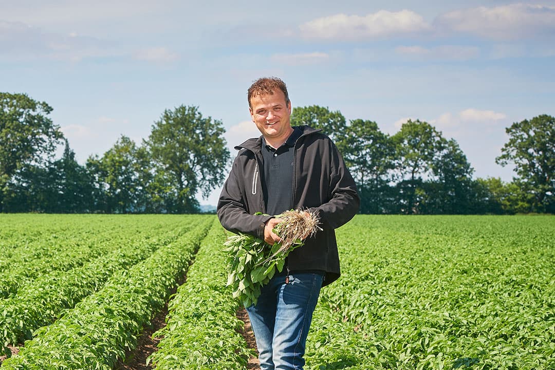 Jos Vossen kweekte een nieuw ras dat naar verwachting Hansa al in 2024 vrijwel volledig zal vervangen. - Foto's: Van Assendelft Fotografie