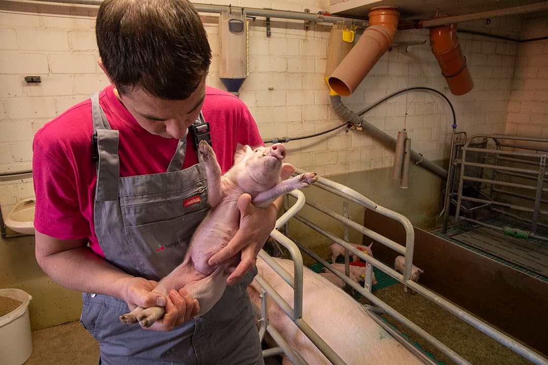 Een potentiele grootouderzeug met minimaal zestien goed geplaatste spenen. De helft van de spenen voor de navel.