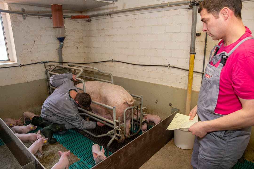 Een fokzeug met een mooie toom, uniforme biggen.