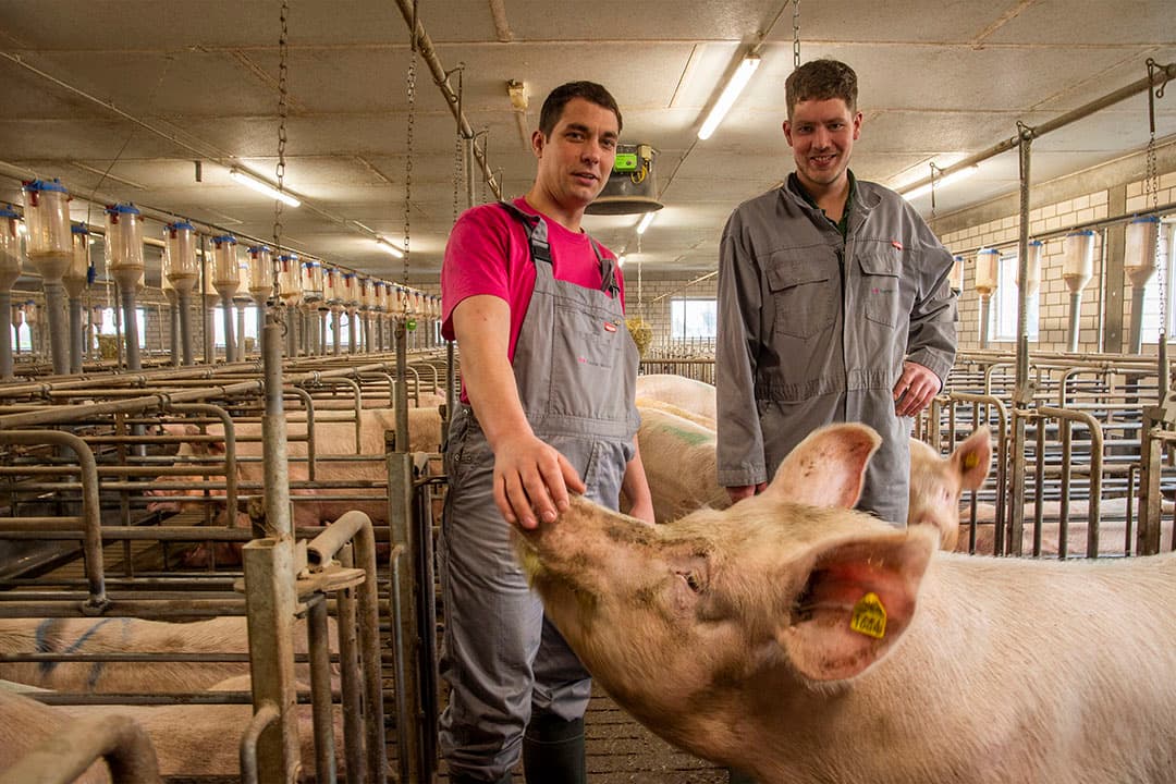 Varkenshouder Martin Dams (rechts) runt  een semi-gesloten bedrijf met 310 zeugen. Zijn broer Christoph (35) assisteert bij de zeugenaanfok.