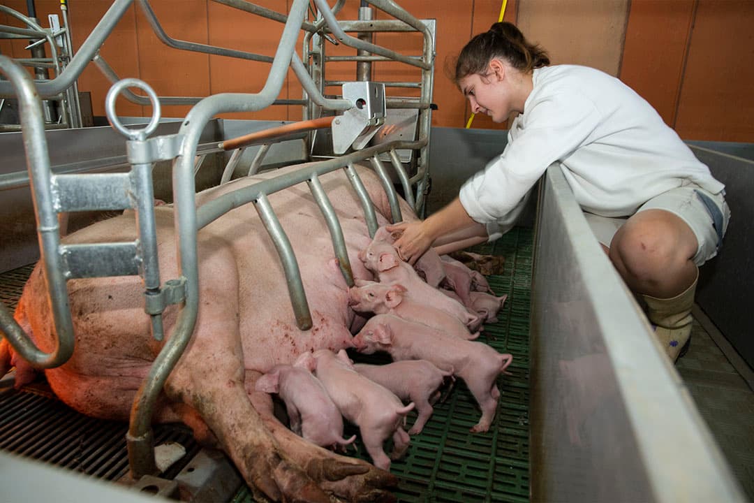 De zeugen en biggen redden zichzelf grotendeels. De arbeidsbehoefte is daardoor gering. - Foto's: Twan Wiermans