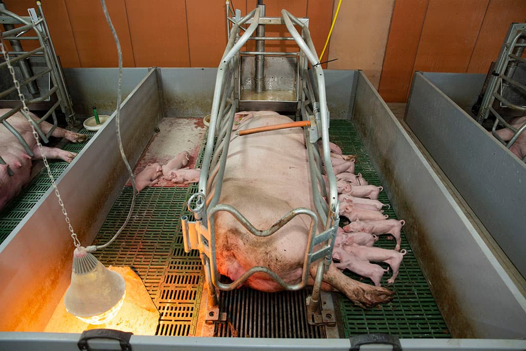 Een toom jonge biggen die volledig door de eigen moeder wordt grootgebracht.