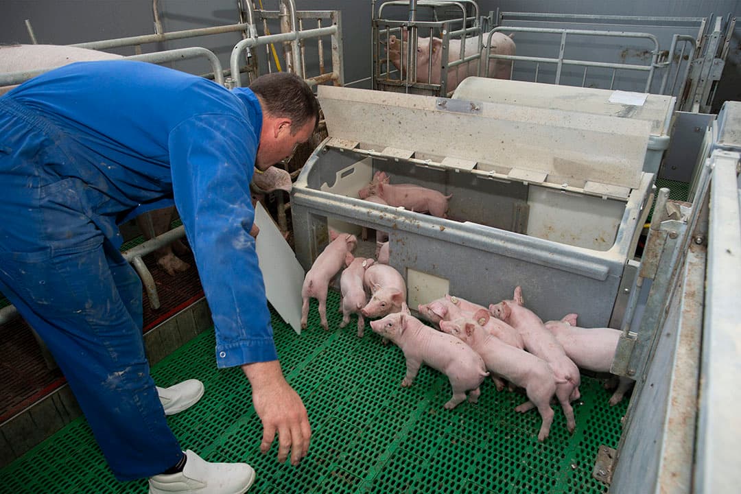 Het opsluiten van de biggen voor een eventuele behandeling gaat makkelijk. Als de zeug staat, kunnen de biggen niet zomaar weg. - Foto's: Twan Wiermans