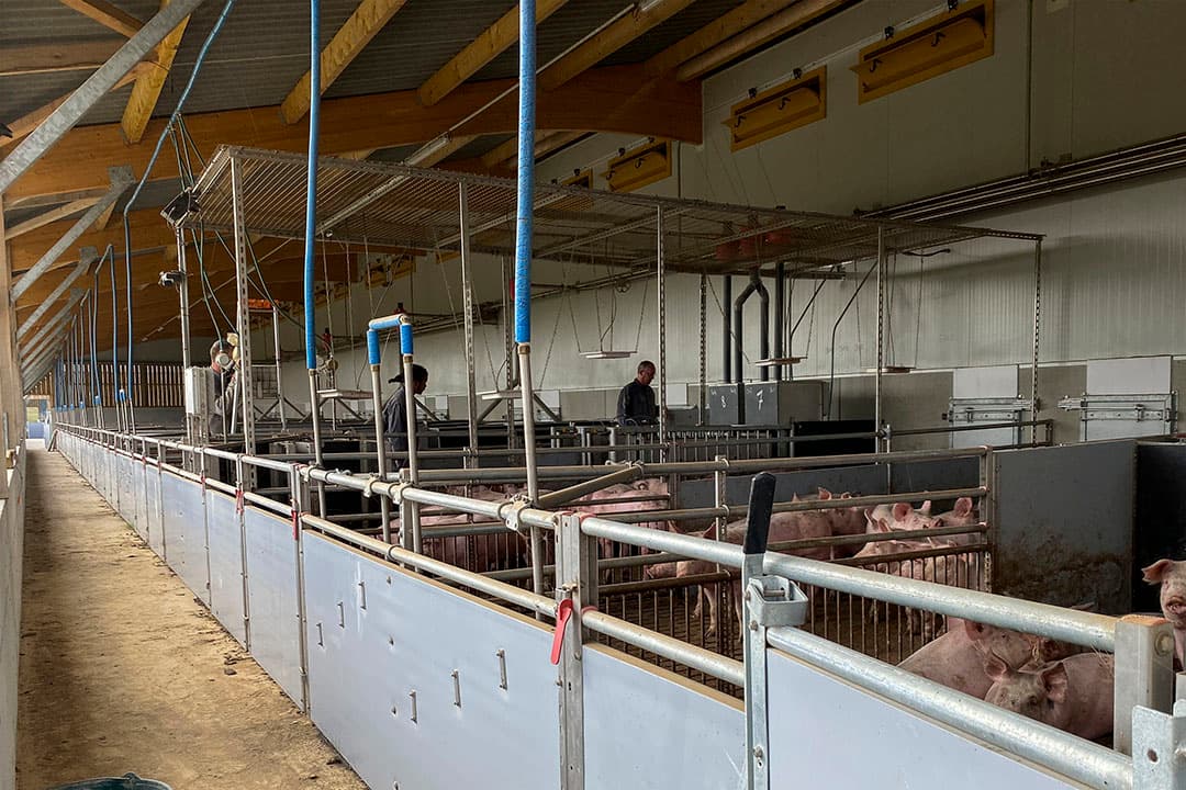 De vleesvarkens hebben ook uitloop. Een deel van de hokken is voorzien van automatische weeg- en voerunit.
