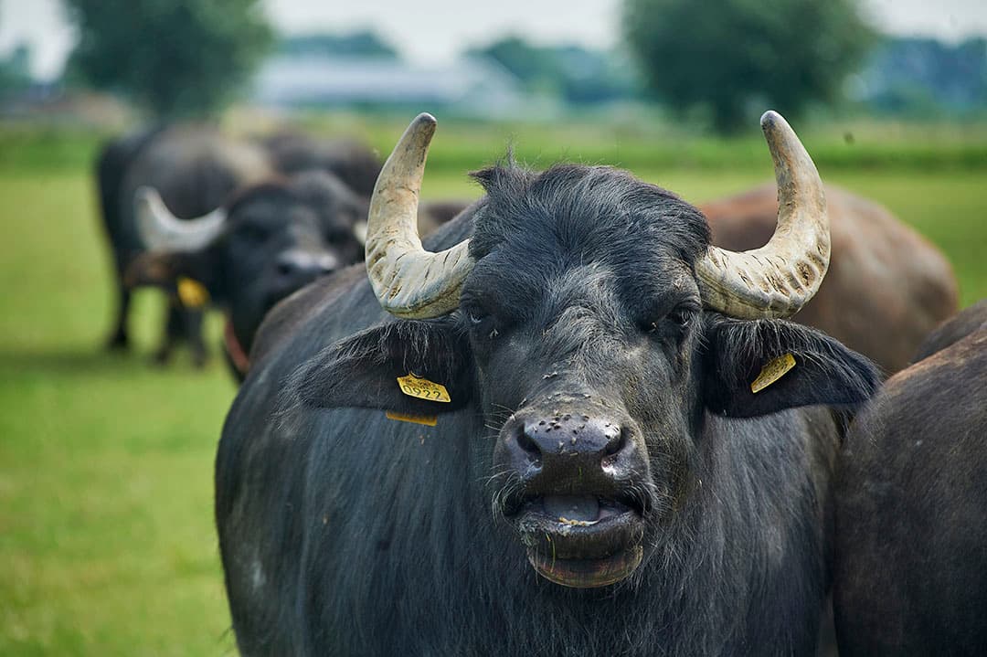 Nederland telt nog weinig bedrijven met waterbuffels. Veehouders in Italië melken meer dan 0,5 miljoen waterbuffels voor mozzarella-productie.