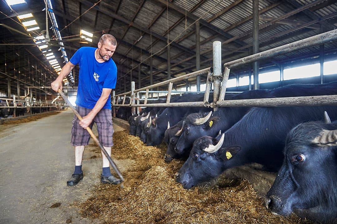 Waterbuffels zijn sterke, robuuste beesten, die het goed doen op een schraler rantsoen dan Holsteins met minimale dierenartskosten. - Foto's: Van Assendelft Fotografie