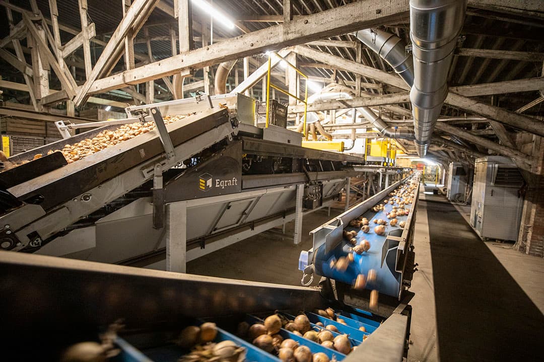 In de nieuwe optische sorteerlijn gaan links de uien door de scanner. Rechts is de retourlijn. - Foto's: Anne van der Woude