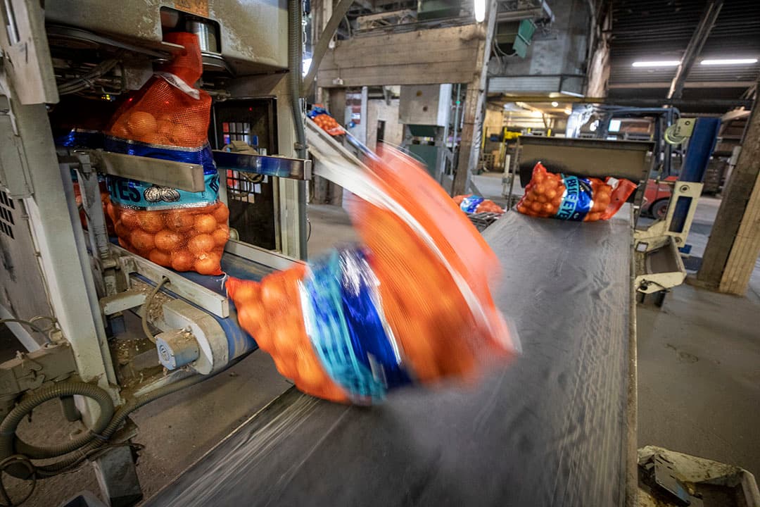 De uien gingen vlot van de hand. Hoge prijzen gaven een rem op afzet naar een aantal landen, maar daar kwamen genoeg alternatieven voor in de plaats. - Foto: Anne van der Woude