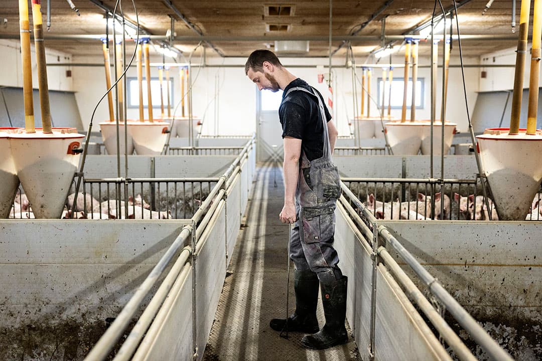 deense varkenshouderij