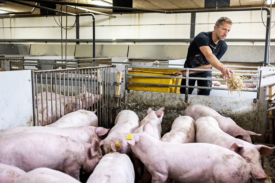 De F1-zeugen voor de verkoop in Denemarken en ver daarbuiten. tot in Zuid-Europa. - Foto's: Niels Hougaard