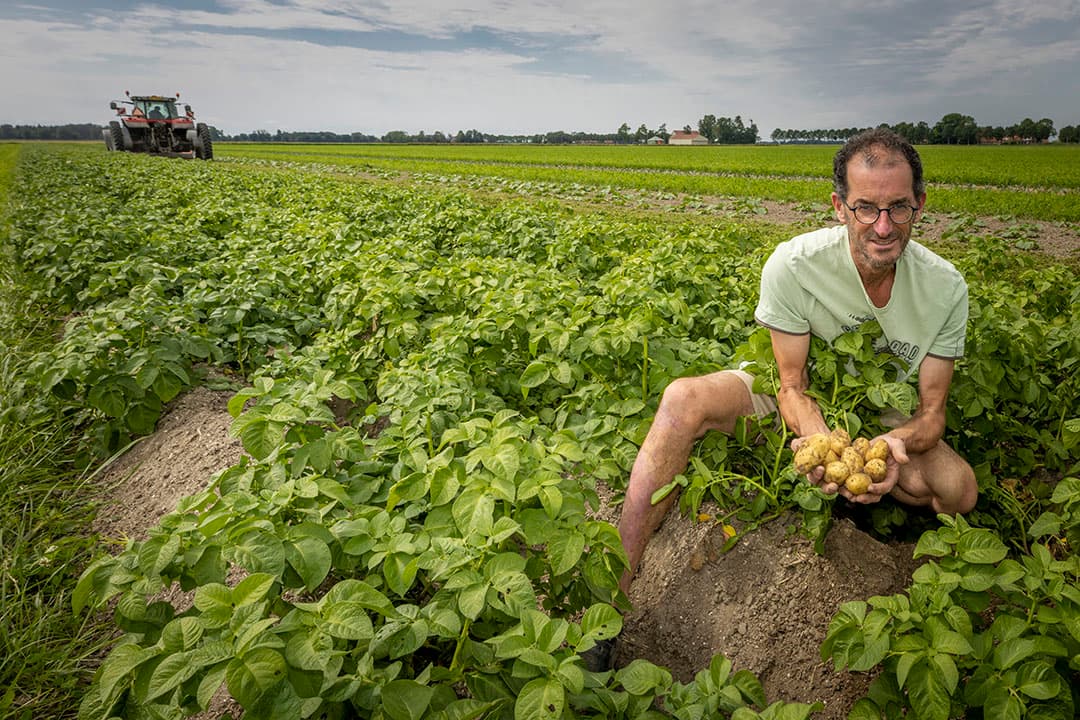 Gewas aardappelen. Aardappelen en ook uien zijn qua bemesting kritisch, in die zin dat ze zelf minder dan andere teelten in staat zijn mineralen uit de bodem te mobiliseren.