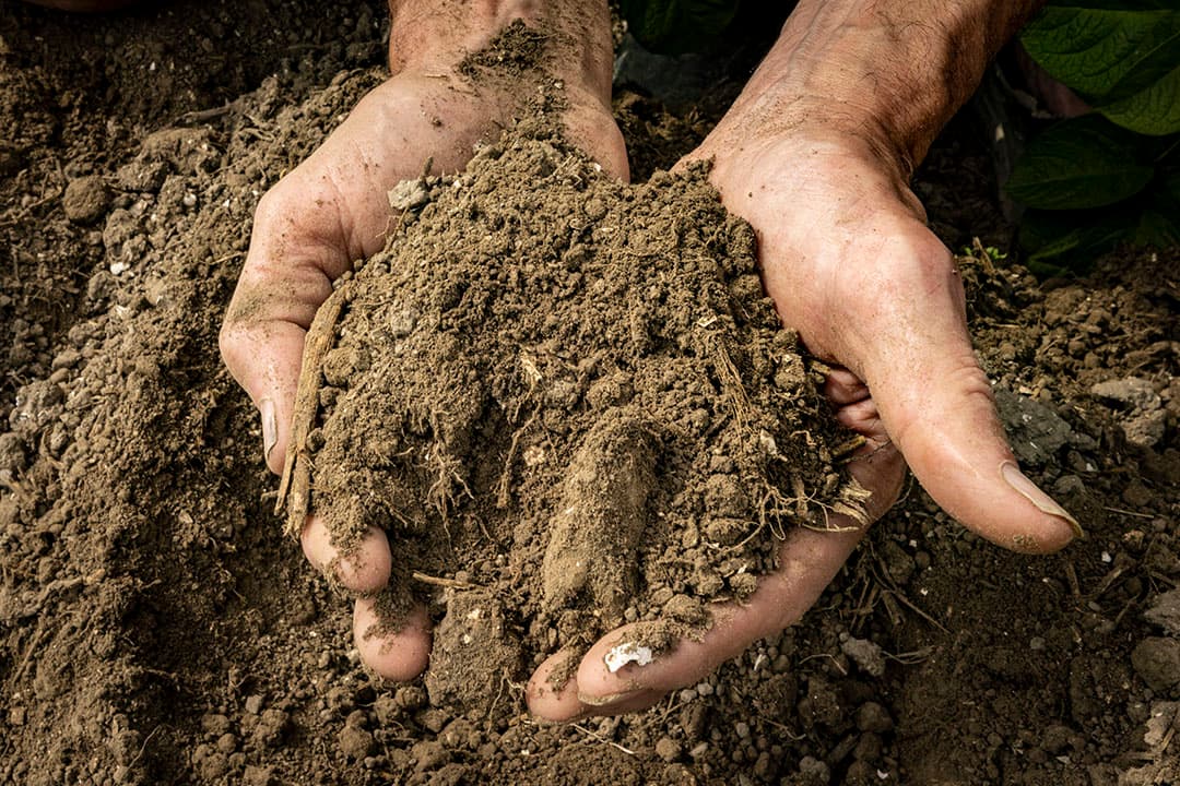 Het percentage organische stof van de poldergrond is 3,1%; 25 jaar geleden bij de omschakeling naar bio was het 2,2%.