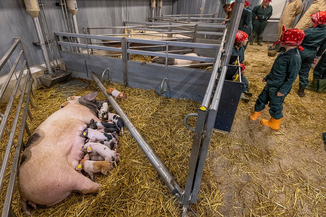 De zeugen hebben een ruim kraamhok van ongeveer 9 vierkante meter. Drie dagen na werpen mogen de zeugen en biggen vrij rondlopen in de afdeling met acht kraamhokken.