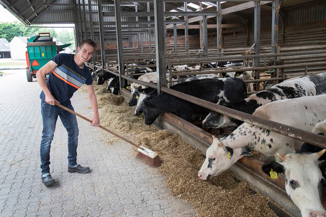 Jelmer Meendering wil graag het vleesveebedrijf van zijn ouders opvolgen. Hij kan nu de meeste tijd besteden aan verzorging van het vee. - Foto's: Hans Banus