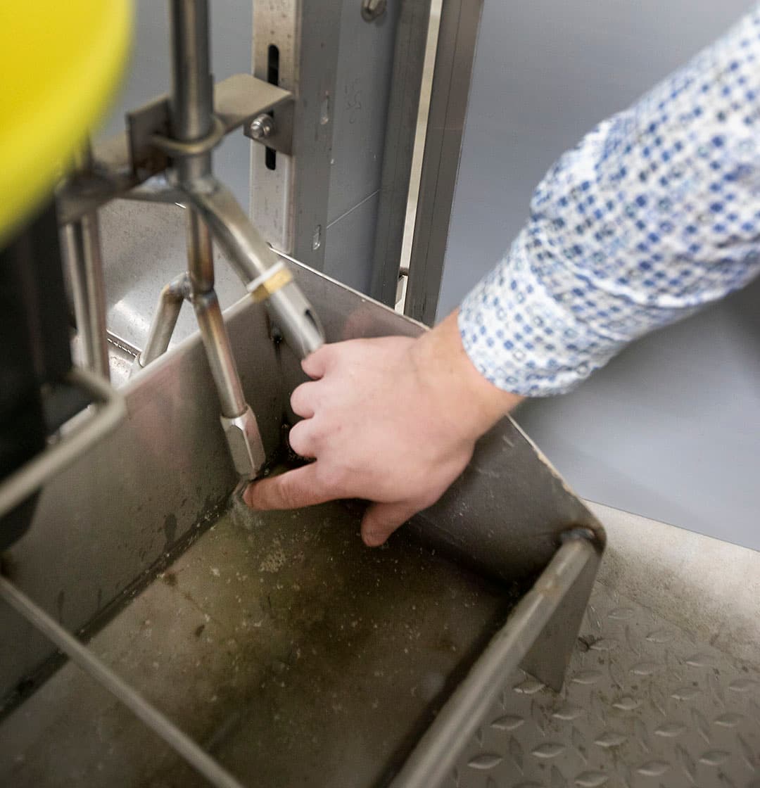 Naast 24 uur per dag water krijgen de varkens zes keer per dag een portie nippelmix. Een mix van wei, tarwezetmeel en Protiwanze. In de brijbak zijn hiervoor twee extra nippels geplaatst.