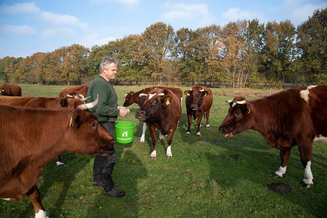 De brandrode runderen en Charolais-zoogkoeien van Paasman lopen 8 maanden in een natuurterrein van Staatsbosbeheer. - Foto's: Hans Banus