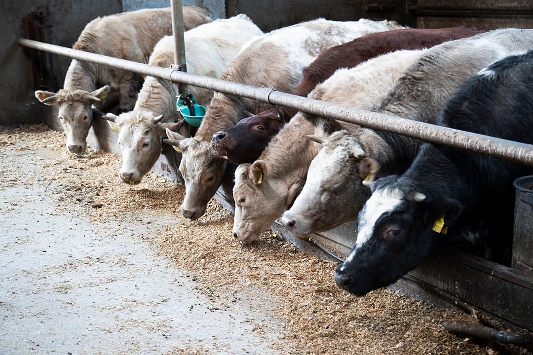 Jaarlijks worden 25 tot 30 stieren geslacht. Deze dieren staan in de voormalige melkveestal en krijgen er mais en brok bij.