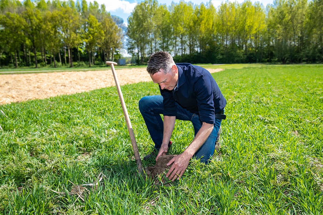 Kapper laat zien dat de lichte grond na een paar jaar niet bewerken een stevige structuur krijgt. Ondanks de droogte zijn er veel wormen te vinden.