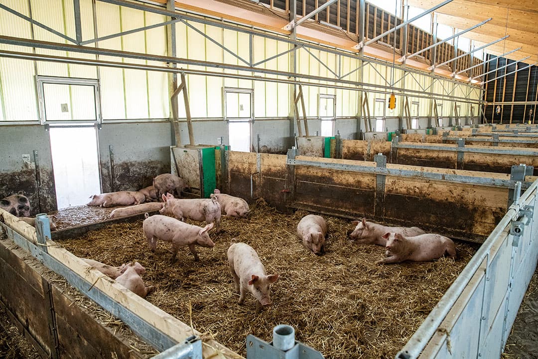 Op het moment van spenen verhuizen de zeugen en blijven de biggen liggen. Door een verplaatsbaar schot kunnen de hokken meegroeien. Foto's: Ronald Hissink