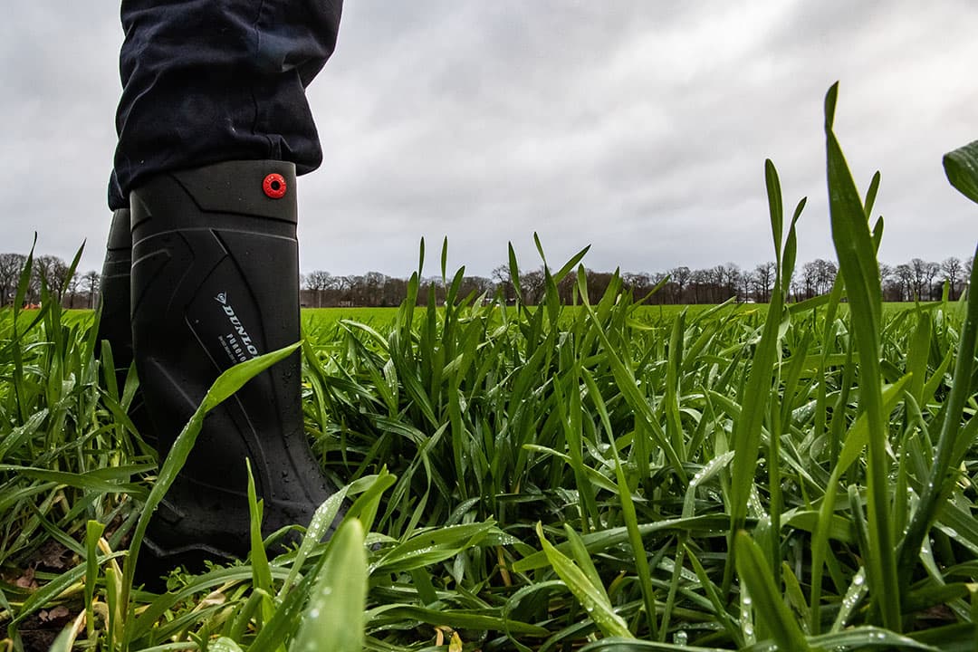 De nazaai van rogge en Italiaans raaigras staat er goed op. Nazaai werkt beter dan onderzaai en hiermee kan Jongschaap op het juiste moment oogsten.