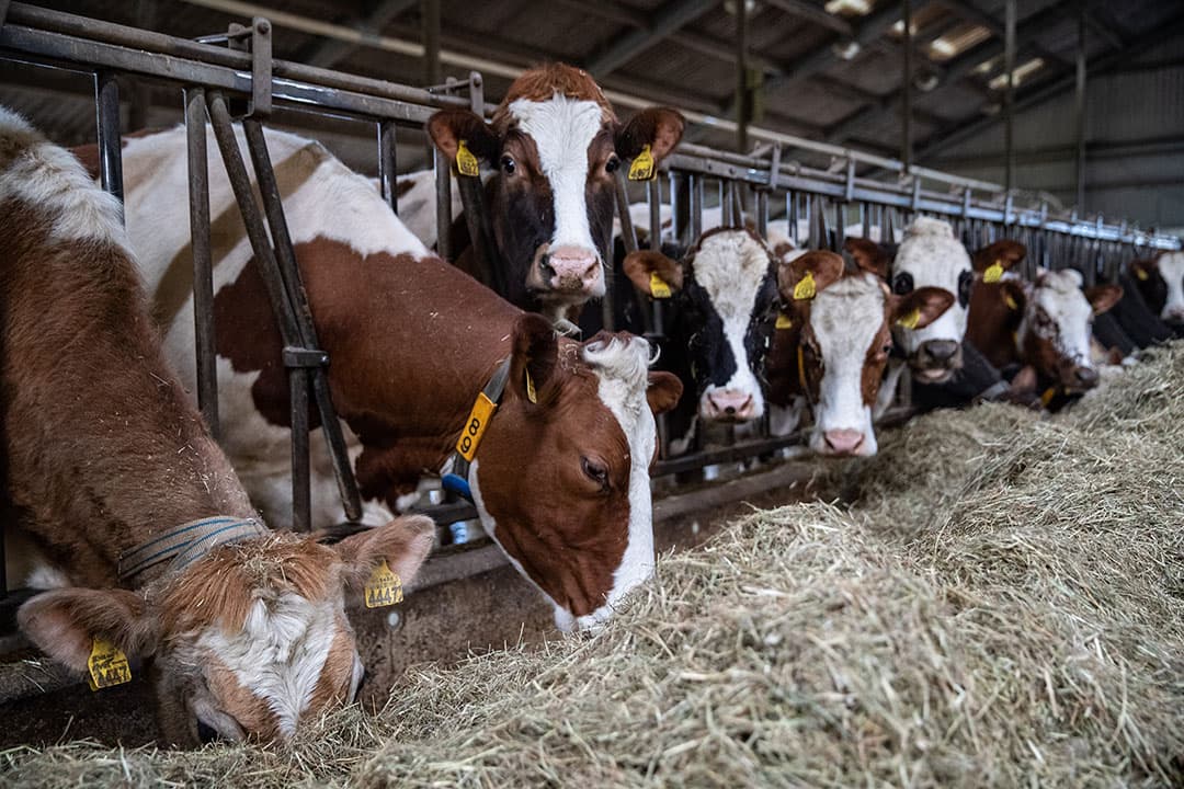 Het hooi is erg smakelijk en de koeien vreten er dan ook graag van. De voeding van de koeien op basis van hooi is een van de unieke kenmerken van de "Twentse Trots' kaas.